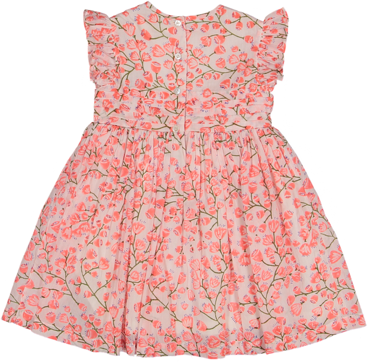 HOLLY-FUSCHIA BELLFLOWER