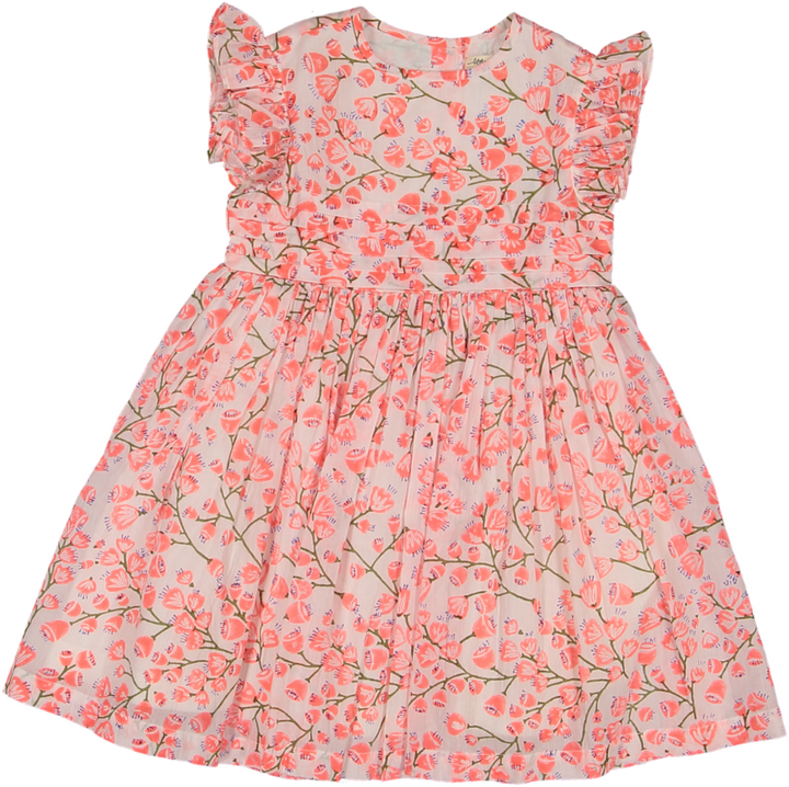 HOLLY-FUSCHIA BELLFLOWER